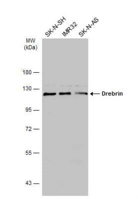 Western Blot: Drebrin 1 Antibody [NBP2-14933] - Various whole cell extracts (50 ug) were separated by 7.5% SDS-PAGE, and the membrane was blotted with Drebrin antibody diluted at 1:3000. The HRP-conjugated anti-rabbit IgG antibody (NBP2-19301) was used to detect the primary antibody.