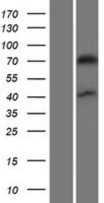 Western Blot: Drebrin Overexpression Lysate (Adult Normal) [NBP2-10588] Left-Empty vector transfected control cell lysate (HEK293 cell lysate); Right -Over-expression Lysate for Drebrin.