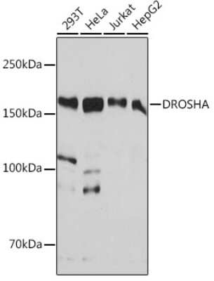 Western Blot: Drosha Antibody (4R0B7) [NBP3-15804] - Western blot analysis of extracts of various cell lines, using Drosha antibody (NBP3-15804) at 1:1000 dilution. Secondary antibody: HRP Goat Anti-Rabbit IgG (H+L) at 1:10000 dilution. Lysates/proteins: 25ug per lane. Blocking buffer: 3% nonfat dry milk in TBST. Detection: ECL Basic Kit. Exposure time: 60s.