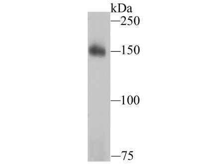 Western Blot: Drosha Antibody (JU33-01) [NBP2-75475] - Analysis of Drosha on K562 cell lysates using anti-Drosha antibody at 1/1,000 dilution.