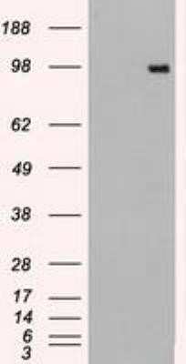 Western Blot: Dtk/TYRO3 Antibody (OTI2C4) - Azide and BSA Free [NBP2-71331] - HEK293T cells were transfected with the pCMV6-ENTRY control (Left lane) or pCMV6-ENTRY TYRO3 (Right lane) cDNA for 48 hrs and lysed. Equivalent amounts of cell lysates (5 ug per lane) were separated by SDS-PAGE and immunoblotted with anti-TYRO3.