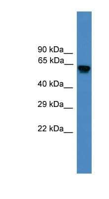 Western Blot Dub3 Antibody - BSA Free