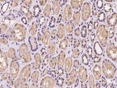 Immunohistochemistry-Paraffin: Dynactin 6 Antibody [NBP2-97258] - Immunochemical staining of human Dynactin 6 in human kidney with rabbit polyclonal antibody at 1:100 dilution, formalin-fixed paraffin embedded sections.