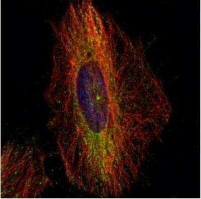 Immunocytochemistry/Immunofluorescence: Dynactin Subunit 1/DCTN1 Antibody [NBP1-30880] -  Analysis of methanol-fixed HeLa, using DCTN1 antibody (Green) at 1:500 dilution. Alpha-tubulin filaments were labeled with an alpha Tubulin antibody (Red) at 1:2000.