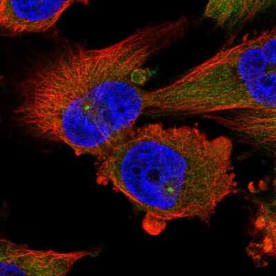 Immunocytochemistry/Immunofluorescence: Dynactin Subunit 1/DCTN1 Antibody [NBP2-33976] - Staining of human cell line U-251 MG shows localization to cytosol & centrosome.