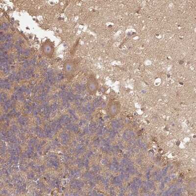 Immunohistochemistry-Paraffin: Dynactin Subunit 1/DCTN1 Antibody [NBP2-33976] - Staining of human Cerebellum shows weak cytoplasmic positivity in Purkinje cells.