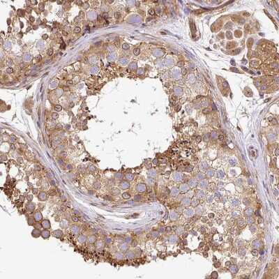 Immunohistochemistry-Paraffin: Dynactin Subunit 1/DCTN1 Antibody [NBP2-33976] - Staining of human Testis shows moderate cytoplasmic positivity in cells in seminiferous ducts and leydig cells.