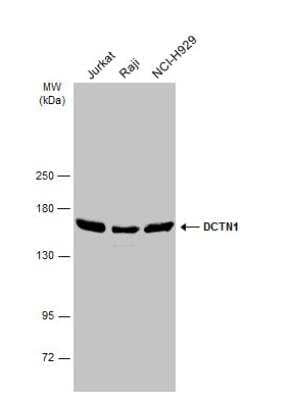 Western Blot: Dynactin Subunit 1/DCTN1 Antibody [NBP1-30880] - Various whole cell extracts (30 ug) were separated by 5% SDS-PAGE, and the membrane was blotted with DCTN1 antibody [C3], C-term diluted at 1:2500. The HRP-conjugated anti-rabbit IgG antibody (NBP2-19301) was used to detect the primary antibody.