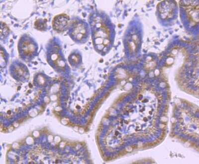 Immunohistochemistry-Paraffin: Dynamin 2 Antibody (JM61-38) [NBP2-66813] - Analysis of paraffin-embedded mouse colon tissue using anti-Dynamin 2 antibody. Counter stained with hematoxylin.