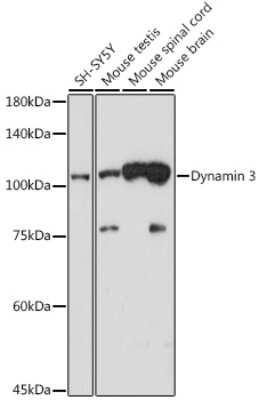 Western Blot: Dynamin 3 Antibody (5X7T4) [NBP3-15722] - Western blot analysis of extracts of various cell lines, using Dynamin 3 antibody (NBP3-15722) at 1:1000 dilution. Secondary antibody: HRP Goat Anti-Rabbit IgG (H+L) at 1:10000 dilution. Lysates/proteins: 25ug per lane. Blocking buffer: 3% nonfat dry milk in TBST. Detection: ECL Basic Kit. Exposure time: 90s.