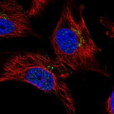 Immunocytochemistry/Immunofluorescence: Dynamin 3 Antibody [NBP2-56017] - Staining of human cell line U-251 MG shows localization to the Golgi apparatus.