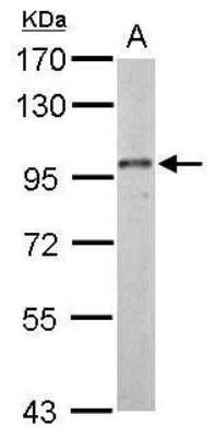 Western Blot: Dynamin 3 Antibody [NBP2-42836] - Analysis of A. 50 ug Rat testis lysate/extract 7.5 % SDS-PAGE Dynamin3 antibody dilution: 1:1000.