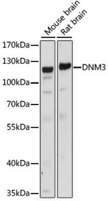Western Blot Dynamin 3 Antibody - Azide and BSA Free