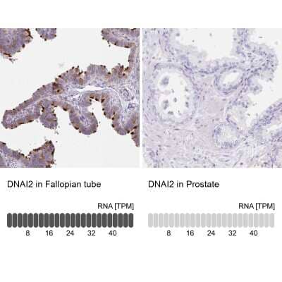 Immunohistochemistry-Paraffin: Dynein intermediate chain 2 Antibody [NBP2-37927] - Analysis in human fallopian tube and prostate tissues. Corresponding Dynein intermediate chain 2 RNA-seq data are presented for the same tissues.