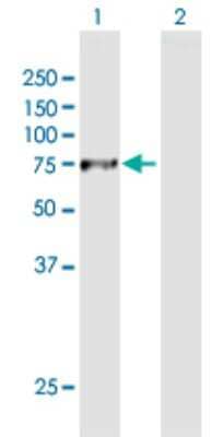 Western Blot: Dynein intermediate chain 2 Antibody [H00064446-B01P] - Analysis of DNAI2 expression in transfected 293T cell line by DNAI2 polyclonal antibody.  Lane 1: DNAI2 transfected lysate(65.23 KDa). Lane 2: Non-transfected lysate.