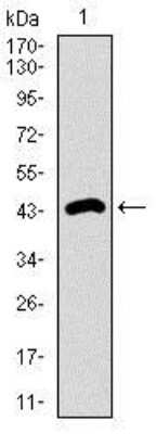 Western Blot: Dynein light chain 4 Antibody (3B7B7) [NBP2-37390] - Western blot analysis using DNAL4 mAb against human DNAL4 recombinant protein. (Expected MW is 44.7 kDa)