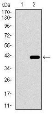 Western Blot: Dynein light chain 4 Antibody (3B7B7) [NBP2-37390] - Western blot analysis using DNAL4 mAb against HEK293 (1) and DNAL4 (AA: 1-105)-hIgGFc transfected HEK293 (2) cell lysate.