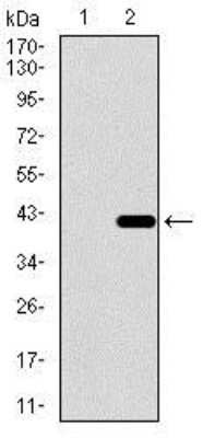 Western Blot: Dynein light chain 4 Antibody (3C10A4) [NBP2-37389] - Western blot analysis using DNAL4 mAb against HEK293 (1) and DNAL4 (AA: 1-105)-hIgGFc transfected HEK293 (2) cell lysate.