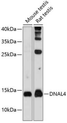 Western Blot: Dynein light chain 4 Antibody [NBP2-92068] - Analysis of extracts of various cell lines, using Dynein light chain 4 at 1:1000 dilution.Secondary antibody: HRP Goat Anti-Rabbit IgG (H+L) at 1:10000 dilution.Lysates/proteins: 25ug per lane.Blocking buffer: 3% nonfat dry milk in TBST.Detection: ECL Basic Kit .Exposure time: 90s.