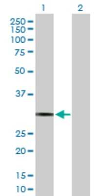 Western Blot: Dynorphin Antibody [H00005173-D01P] - Analysis of PDYN expression in transfected 293T cell line by PDYN polyclonal antibody.Lane 1: PDYN transfected lysate(28.40 KDa).Lane 2: Non-transfected lysate.