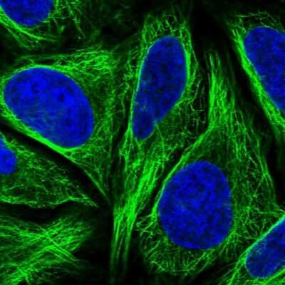 Immunocytochemistry/Immunofluorescence: Dysbindin Antibody [NBP1-85300] - Immunofluorescent staining of human cell line U-2 OS shows localization to microtubules.