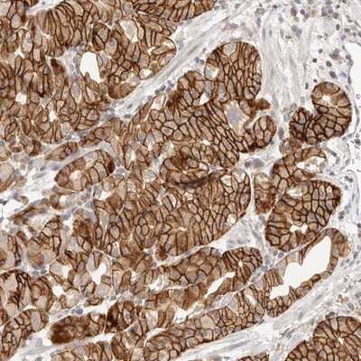 Immunohistochemistry-Paraffin: Dysbindin Antibody [NBP1-85298] - Staining of human stomach shows strong membranous and cytoplasmic positivity in glandular cells.