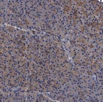 Immunohistochemistry-Paraffin: Dysbindin Antibody [NBP1-85299] - Staining of human pancreas shows weak cytoplasmic positivity in exocrine glandular cells.