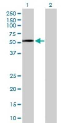 Western Blot: Dysbindin Antibody [H00084062-D01P] - Analysis of DTNBP1 expression in transfected 293T cell line by DTNBP1 polyclonal antibody.Lane 1: DTNBP1 transfected lysate(39.50 KDa).Lane 2: Non-transfected lysate.