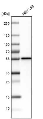 Western Blot: Dysbindin Antibody [NBP1-85298] - Analysis in human cell line HEK 293.