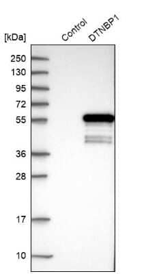 Western Blot: Dysbindin Antibody [NBP1-85298] - Analysis in control (vector only transfected HEK293T lysate) and DTNBP1 over-expression lysate (Co-expressed with a C-terminal myc-DDK tag (3.1 kDa) in mammalian HEK293T cells).