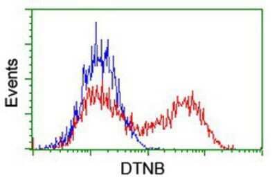 Flow Cytometry: Dystrobrevin beta Antibody (3A12) [NBP2-01798] - HEK293T cells transfected with either overexpression plasmid (Red) or empty vector control plasmid (Blue) were immunostained by anti-Dystrobrevin beta antibody, and then analyzed by flow cytometry.