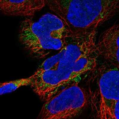 Immunocytochemistry/ Immunofluorescence Dystrobrevin beta Antibody - BSA Free