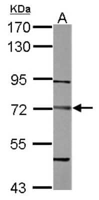 Western Blot: Dystrobrevin beta Antibody [NBP2-16247] - Sample (50 ug of whole cell lysate) A: Mouse Muscle, 7. 5% SDS PAGE gel, diluted at 1:1000.