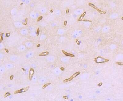Immunohistochemistry-Paraffin: Dystrophin Antibody (JF1-022) [NBP2-66815] - Analysis of paraffin-embedded mouse brain tissue using anti-Dystrophin antibody. Counter stained with hematoxylin.