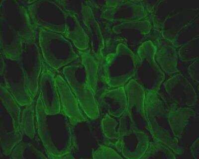 Immunohistochemistry-Frozen: Dystrophin Antibody (MANDRA1) [NB120-7164] - Staining of frozen human tongue sections with 1:100 Monoclonal Anti-Dystrophin, Clone: MANDRA1 using Goat Anti-Mouse IgG, FITC-conjugate.