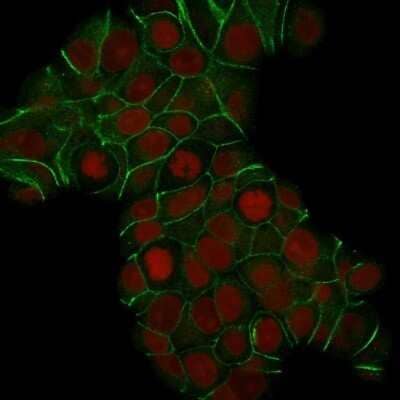 Immunocytochemistry/Immunofluorescence: E-Cadherin Antibody (CDH1/1525) - Azide and BSA Free [NBP2-54551] - Confocal Immunofluorescence of MCF-7 cells E-Cadherin Antibody (CDH1/1525). labeled with CF488 (Green); Red Dot is used to label the nuclei.