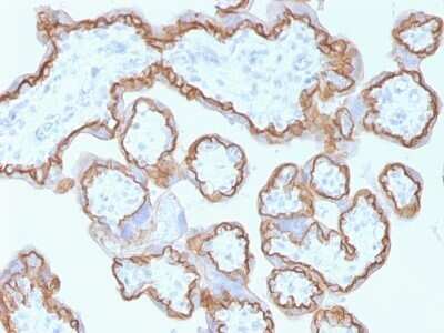 Immunohistochemistry-Paraffin: E-Cadherin Antibody (CDH1/1525) - Azide and BSA Free [NBP2-54551] - Formalin-paraffin human Placenta stained with E-Cadherin MAb (CDH1/1525).