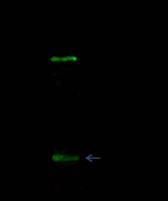 Immunoprecipitation: E-Cadherin Antibody [NBP2-98336] - Mouse E-Cadherin was immunoprecipitated using: Lane A: 0.5 mg MCF-7 Whole Cell Lysate. 2 ul anti-Mouse E-Cadherin rabbit polyclonal antibody and 15 ul of 50 % Protein G agarose. Primary antibody: Anti-Mouse E-Cadherin rabbit polyclonal antibody, at 1:200 dilution. Secondary antibody: Dylight 800-labeled antibody to rabbit IgG (H+L), at 1:5000 dilution. Developed using the Odyssey technique. Performed under reducing conditions. Predicted band size: 130 kDa. Observed band size: 130 kDa