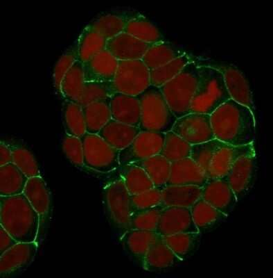 Immunocytochemistry/Immunofluorescence: E-Cadherin Antibody (SPM381) [NBP2-53230] - Confocal Immunofluorescence of MCF-7 cells E-Cadherin Antibody (SPM381) labeled with CF488 (Green); Red Dot is used to label the nuclei.