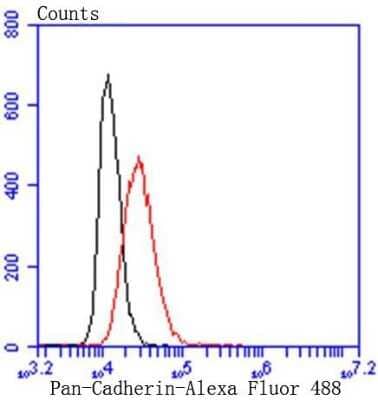 Flow Cytometry: E-Cadherin Antibody (ST54-01) [NBP2-67540] - Analysis of Hela cells with Pan-Cadherin antibody at 1/50 dilution (red) compared with an unlabelled control (cells without incubation with primary antibody; black). Alexa Fluor 488-conjugated goat anti rabbit IgG was used as the secondary antibody.