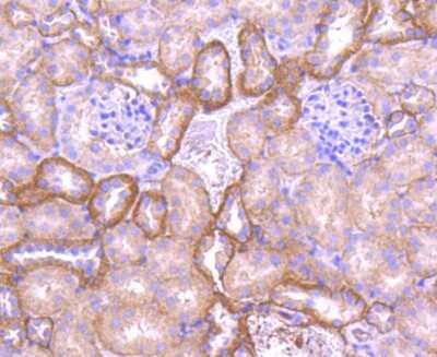 Immunohistochemistry-Paraffin: E-Cadherin Antibody (ST54-01) [NBP2-67540] - Analysis of paraffin-embedded mouse kidney tissue using anti-Pan-Cadherin antibody. Counter stained with hematoxylin.