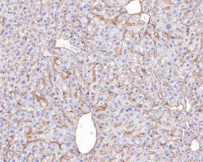 Immunohistochemistry-Paraffin: E-Cadherin Antibody (ST54-01) [NBP2-67540] - Analysis of paraffin-embedded mouse liver tissue with Rabbit anti-Pan-Cadherin antibody. The section was pre-treated using heat mediated antigen retrieval with Tris-EDTA buffer (pH 9.0) for 20 minutes. The tissues were blocked in 1% BSA for 20 minutes at room temperature, washed with ddH2O and PBS, and then probed with the primary antibody for 1 hour at room temperature. The detection was performed using an HRP conjugated compact polymer system. DAB was used as the chromogen. Tissues were counterstained with hematoxylin and mounted with DPX.