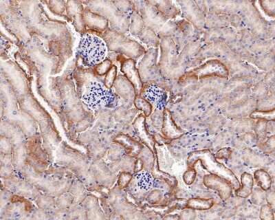 Immunohistochemistry-Paraffin: E-Cadherin Antibody (ST54-01) [NBP2-67540] - Analysis of paraffin-embedded mouse kidney tissue with Rabbit anti-Pan-Cadherin antibody. The section was pre-treated using heat mediated antigen retrieval with Tris-EDTA buffer (pH 9.0) for 20 minutes. The tissues were blocked in 1% BSA for 20 minutes at room temperature, washed with ddH2O and PBS, and then probed with the primary antibody for 1 hour at room temperature. The detection was performed using an HRP conjugated compact polymer system. DAB was used as the chromogen. Tissues were counterstained with hematoxylin and mounted with DPX.