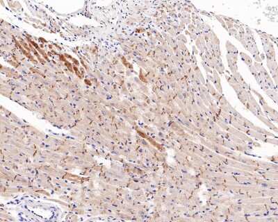 Immunohistochemistry-Paraffin: E-Cadherin Antibody (ST54-01) [NBP2-67540] - Analysis of paraffin-embedded mouse heart tissue with Rabbit anti-Pan-Cadherin antibody000 dilution. The section was pre-treated using heat mediated antigen retrieval with Tris-EDTA buffer (pH 9.0) for 20 minutes. The tissues were blocked in 1% BSA for 20 minutes at room temperature, washed with ddH2O and PBS, and then probed with the primary antibodfor 1 hour at room temperature. The detection was performed using an HRP conjugated compact polymer system. DAB was used as the chromogen. Tissues were counterstained with hematoxylin and mounted with DPX.