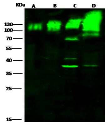 Western Blot: E-Cadherin Antibody [NBP2-99061] - Lane A: HepG2 Whole Cell Lysate  Lysates/proteins at 30 ug per lane.Secondary Goat Anti-Rabbit IgG H&L (Dylight800) at 1/10000 dilution.Developed using the Odyssey technique. Performed under reducing conditions.Predicted band size:97 kDa Observed band size:120 kDa (We are unsure as to the identity of these extra bands.)