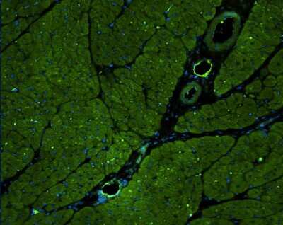 Immunocytochemistry/Immunofluorescence: E-Selectin/CD62E Antibody [NBP1-45545] - Analysis of E-Selectin in formaldehyde fixed, porcine cardiac tissue using anti-E-Selectin antibody. Image from verified customer review.