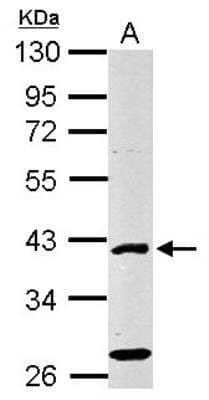 Western Blot: E2F-1 Antibody [NBP1-31394] - Sample (30 ug of whole cell lysate) A: NIH-3T3 10% SDS PAGE, antibody diluted at 1:500.