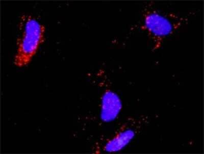 Proximity Ligation Assay: E2F-2 Antibody [H00001870-D01P] - Analysis of protein-protein interactions between E2F2 and E2F1. HeLa cells were stained with anti-E2F2 rabbit purified polyclonal 1:1200 and anti-E2F1 mouse monoclonal antibody 1:50. Each red dot represents the detection of protein-protein interaction complex, and nuclei were counterstained with DAPI (blue).