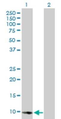 Western Blot: E2F-2 Antibody [H00001870-B01P] - Analysis of E2F2 expression in transfected 293T cell line by E2F2 polyclonal antibody.  Lane 1: E2F2 transfected lysate(9.24 KDa). Lane 2: Non-transfected lysate.