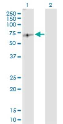 Western Blot E2F-2 Antibody